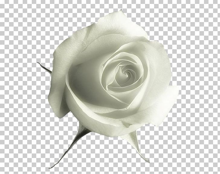 Still Life: Pink Roses Garden Roses PNG, Clipart, Black And White, Blue Rose, Cicekler, Computer Icons, Cut Flowers Free PNG Download