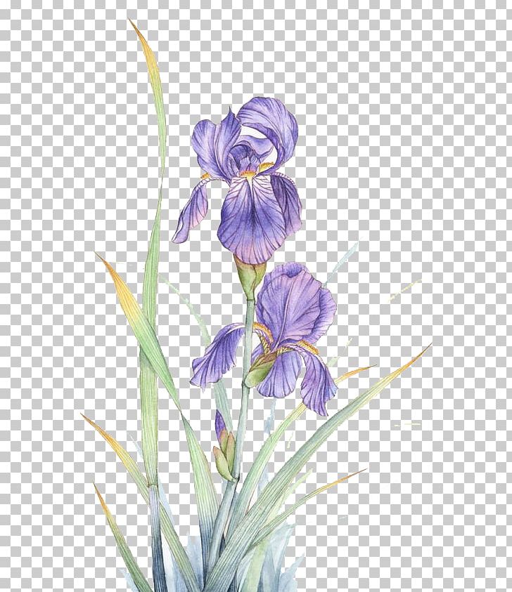 Watercolor Painting Violet Flower PNG, Clipart, Cartoon, Computer Icons, Decorate, Download, Drawing Free PNG Download