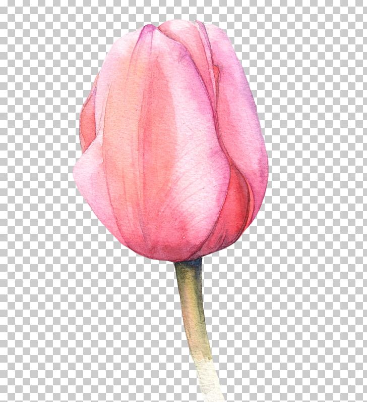 Watercolour Flowers Watercolor Painting Tulip PNG, Clipart, Art, Closeup, Fine Art, Floral Design, Flower Free PNG Download