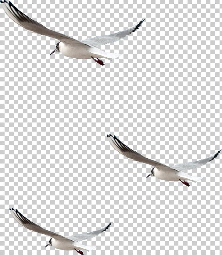 Bird Photography Common Gull PNG, Clipart, Animal Migration, Animals, Beak, Bird, Bird Migration Free PNG Download