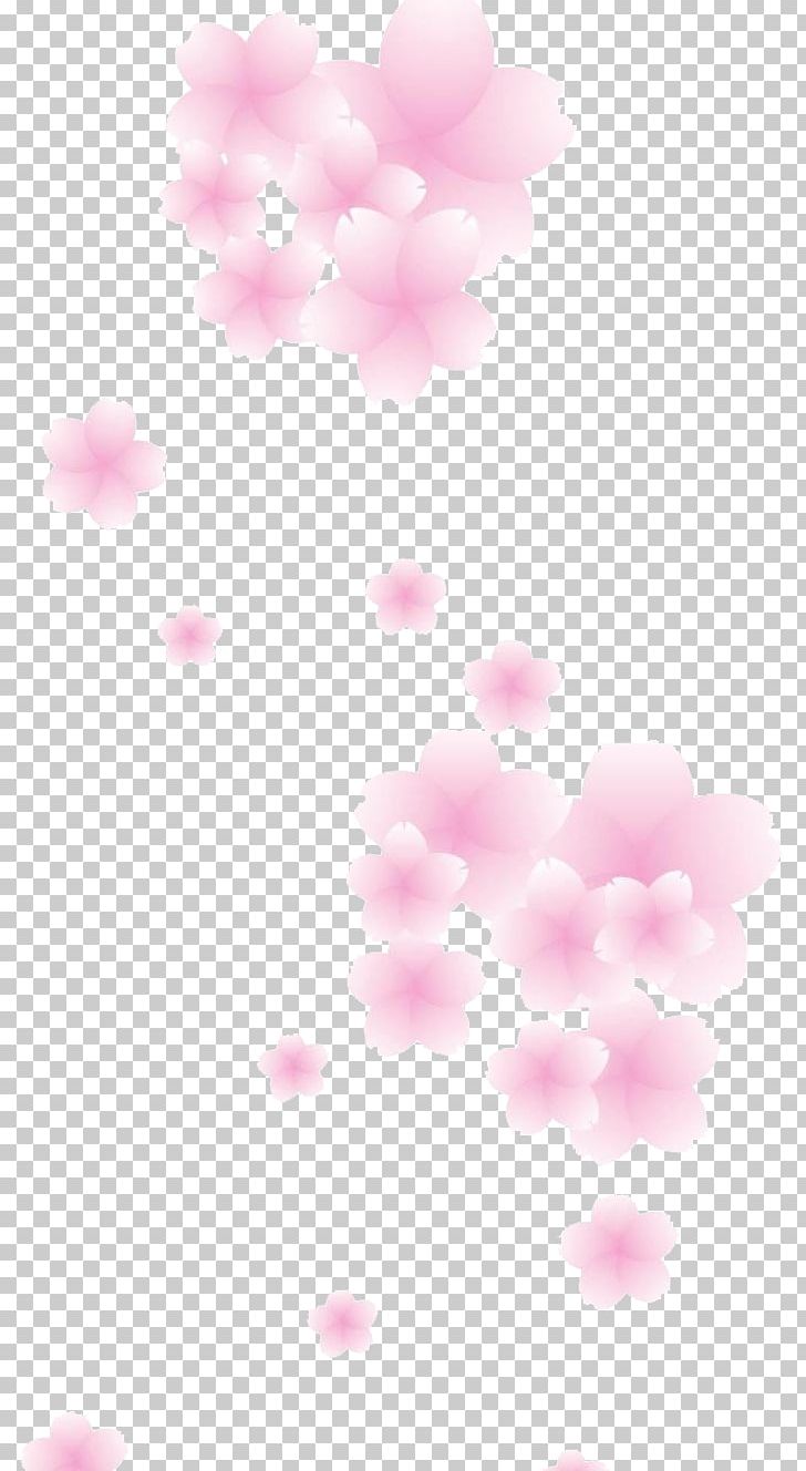 Cherry Blossom Pink Petal PNG, Clipart, Beautiful, Blossom, Blossoms, Cerasus, Cherry Free PNG Download