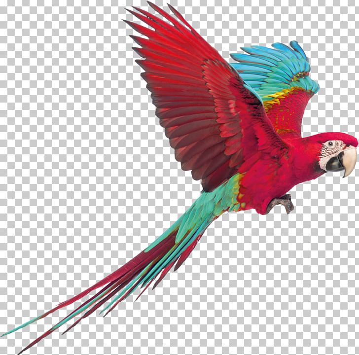 Macaw Perroquet Parakeet Bird Conure PNG, Clipart, Animals, Beak, Bird, Boxer Briefs, Cage Free PNG Download