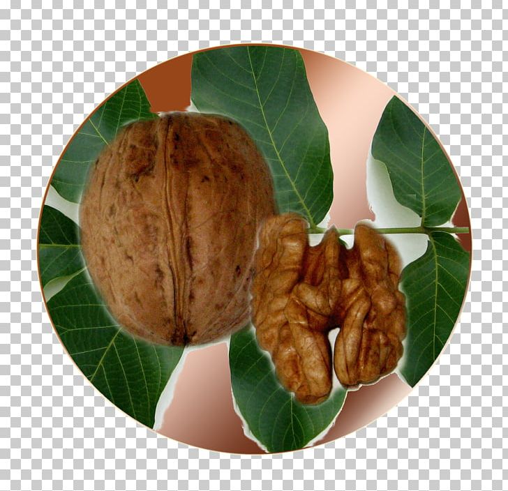 Walnut PNG, Clipart, Food, Fruit Nut, Tree Nuts, Walnut Free PNG Download