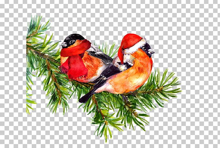 Bird Watercolor Painting Drawing Tree PNG, Clipart, Animals, Beak, Bird, Bullfinch, Cardinal Free PNG Download