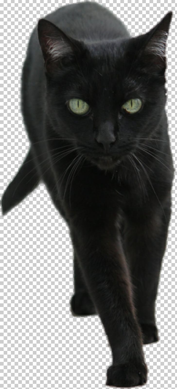 Korat European Shorthair Black Cat Felidae Mammal PNG, Clipart, Animal, Animals, Asian, Black, Black Cat Free PNG Download