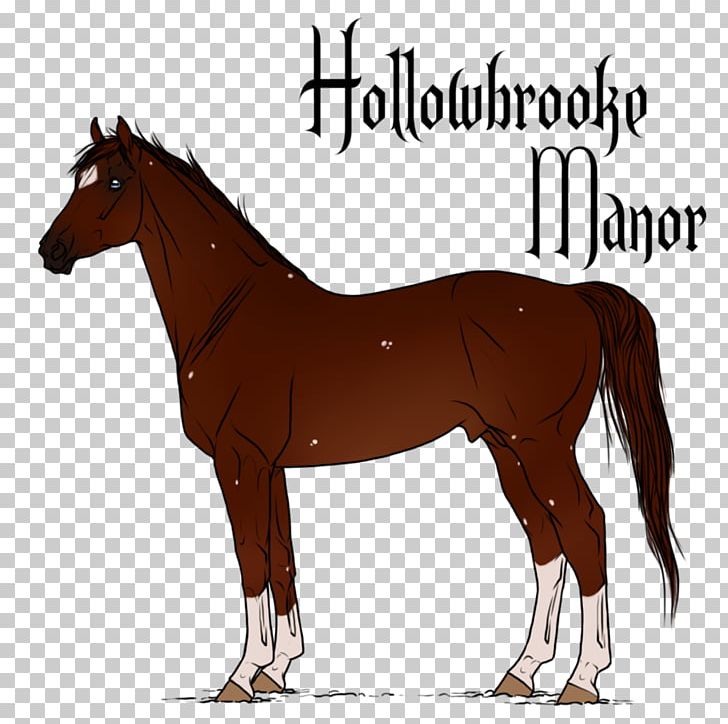 Mane Mustang Stallion Shetland Pony PNG, Clipart, Bridle, Colt, Connemara Pony, Foal, Gypsy Horse Free PNG Download