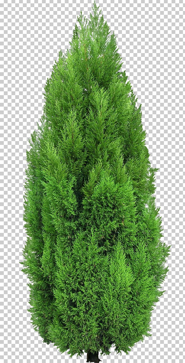Mediterranean Cypress Tree Evergreen PNG, Clipart, Biome, Christmas Tree, Clip Art, Conifer, Cupressus Free PNG Download