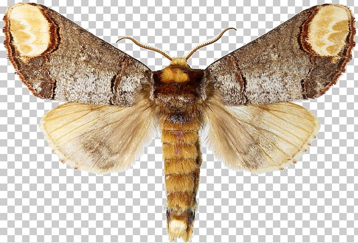 Polia Nebulosa Ghost Moths Pale Tussock Butterflies And Moths PNG, Clipart, Arthropod, Bombycidae, Butterflies And Moths, Caterpillar, Ghost Moths Free PNG Download