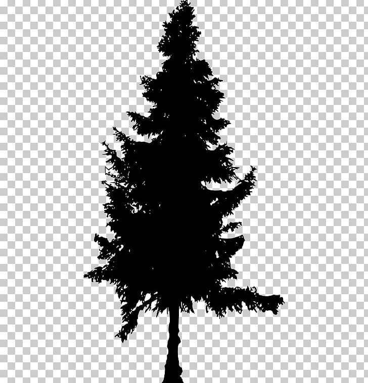 Spruce Fir Pine Christmas Tree PNG, Clipart, Black And White, Branch, Cedar, Christmas Decoration, Christmas Ornament Free PNG Download