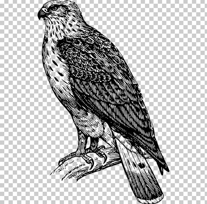 The Birds Of America Buzzard Bird Of Prey Drawing PNG, Clipart, Animals, Art, Bald Eagle, Beak, Bird Free PNG Download