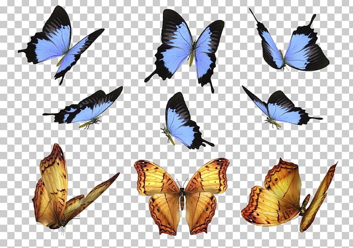Butterfly Moth Overlay Layers PNG, Clipart, Arthropod, Brush Footed Butterfly, Computer Program, Fauna, Flying Butterflies Free PNG Download