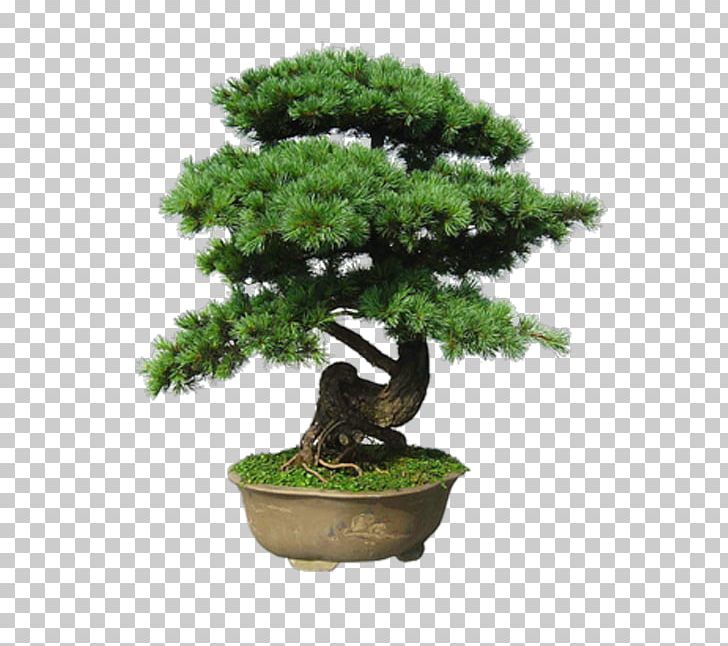 Indoor Bonsai Tree Flowerpot PNG, Clipart, Bonsai, Bonsai Tree, Download, Flowerpot, Garden Free PNG Download