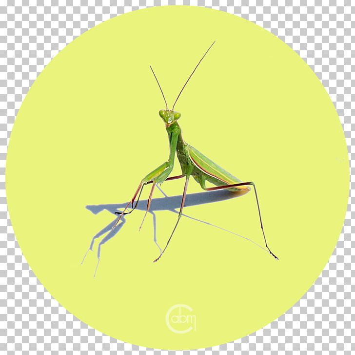 Insect Grasshopper Locust Pest Mantis PNG, Clipart, Animal, Animals, Arthropod, Cricket, Cricket Like Insect Free PNG Download