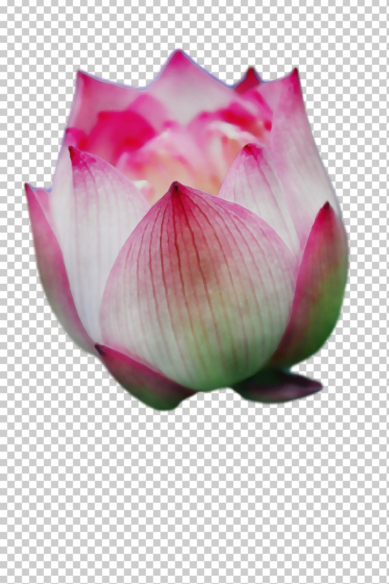 Sacred Lotus Proteales Bud Petal Close-up PNG, Clipart, Bud, Closeup, Lotusm, Paint, Petal Free PNG Download