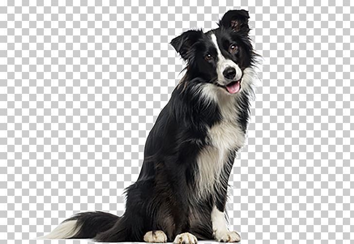 Border Collie English Shepherd Dog Breed German Shepherd Rough Collie PNG, Clipart, 2 Years, Border, Border Collie, Breed, Carnivoran Free PNG Download