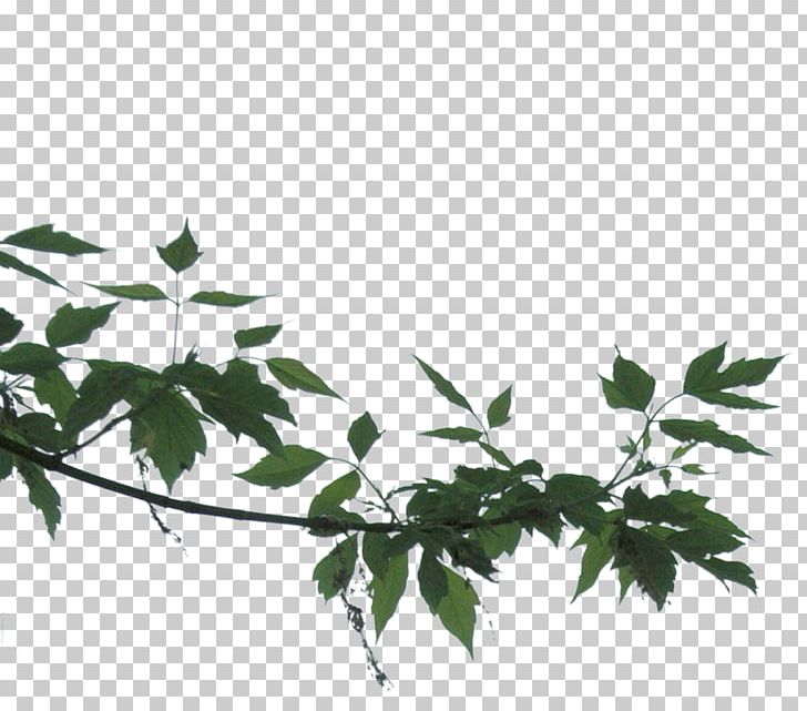 Dear Mel Flower Comentario Plant Stem Twig PNG, Clipart, Atom, Branch, Comentario, Corners, Email Free PNG Download