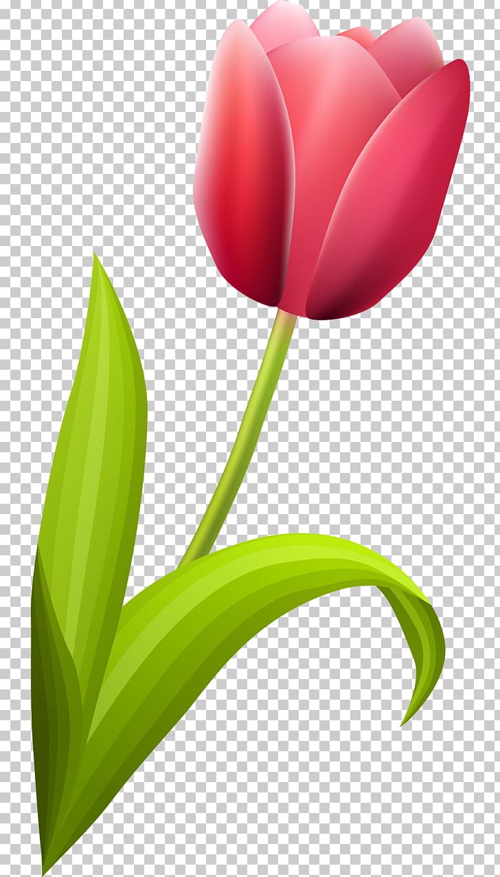 Flowering Plant Tulip Liliaceae PNG, Clipart, Closeup, Closeup, Computer, Computer Wallpaper, Desktop Wallpaper Free PNG Download