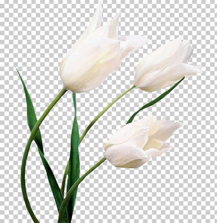 Tulip Flower White Desktop Lilium PNG, Clipart, Cut Flowers, Designer, Euclidean Vector, Fleur Blanche, Flower Free PNG Download