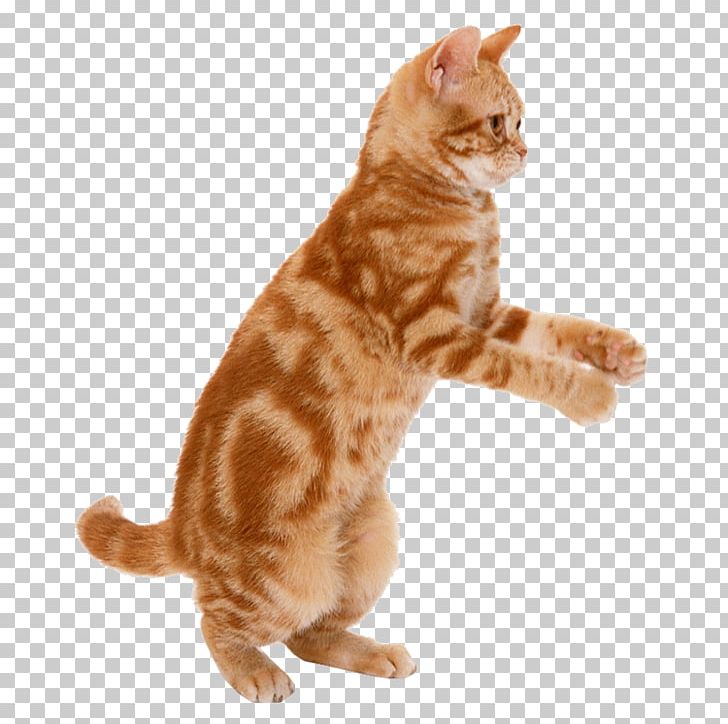 Cat Kitten Mouse Dog Felidae PNG, Clipart, American Wirehair, Animals, Bengal, Black Cat, California Spangled Free PNG Download