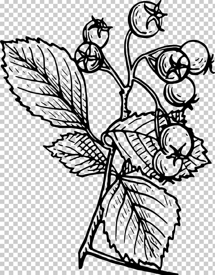Crataegus Monogyna Tattoo Drawing Tree PNG, Clipart, Art, Artwork, Bird, Black And White, Branch Free PNG Download