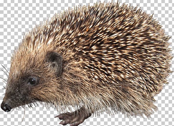 European Hedgehog PNG, Clipart, Animals, Archive File, Cartoon Hedgehog, Cute, Cute Hedgehog Free PNG Download