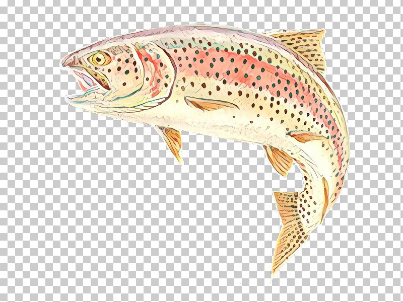 Brown Trout Fish Trout Fish Cutthroat Trout PNG, Clipart, Bonyfish, Brown Trout, Coastal Cutthroat Trout, Cutthroat Trout, Fish Free PNG Download
