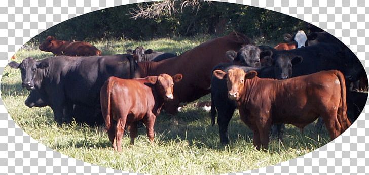 Angus Cattle Jersey Cattle Red Angus Hereford Cattle Aberdeen PNG, Clipart, Angus Cattle, Beef, Beef Cattle, Brangus, Breed Free PNG Download