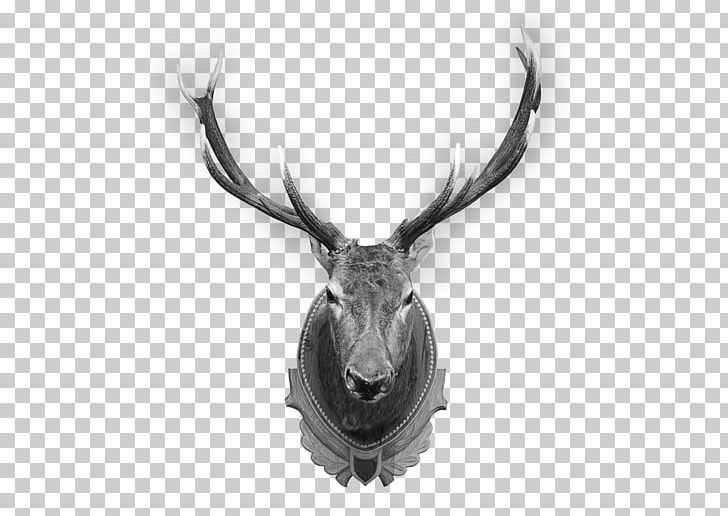 Deer Elk Trophy Hunting Antler PNG, Clipart, Animals, Antler, Black And White, Deer, Elk Free PNG Download