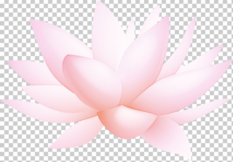 Lotus Flower PNG, Clipart, Computer, Lotus Flower, M, Petal, Pink M Free PNG Download