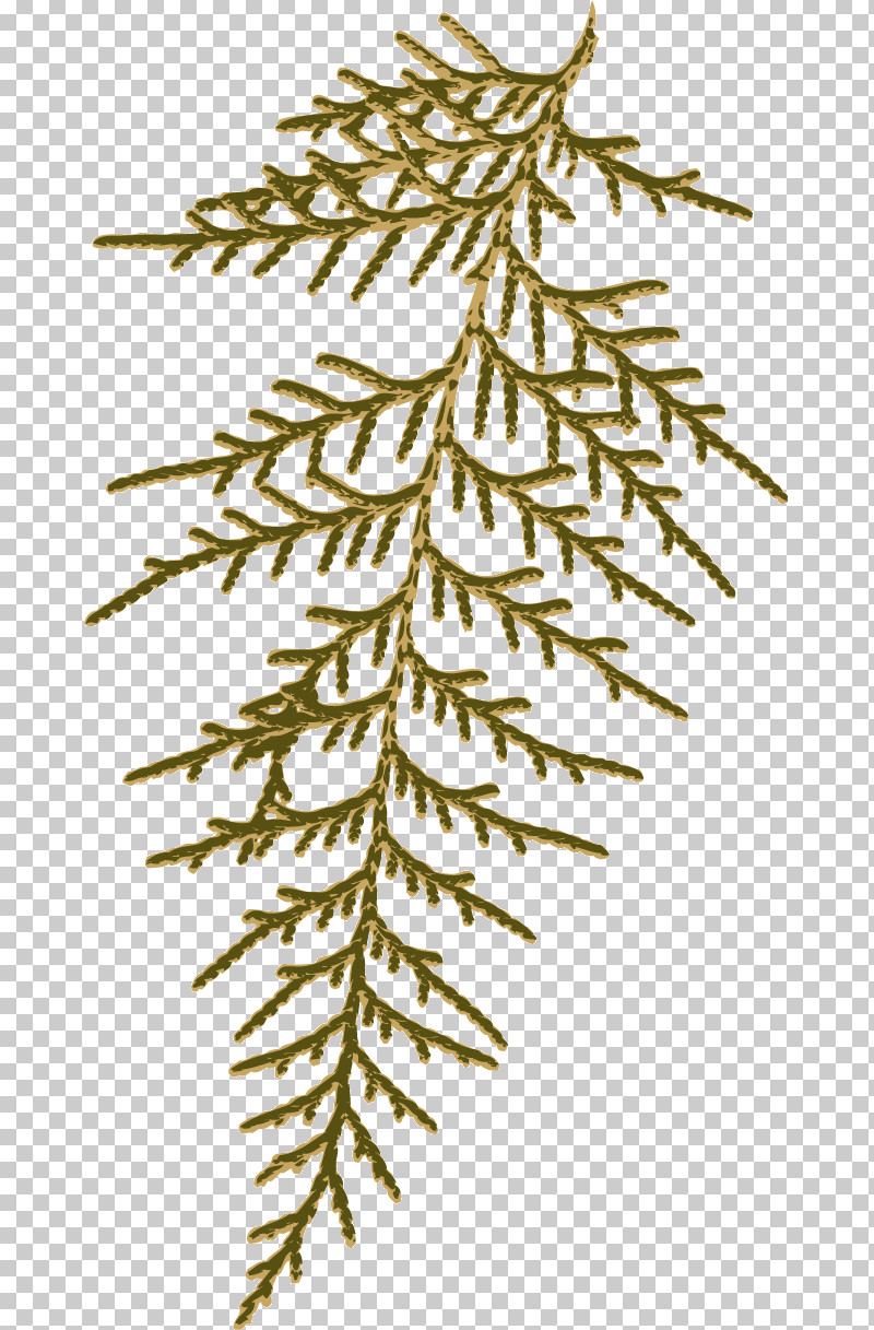Spruce Leaf Plant Stem Twig Branch PNG, Clipart, Branch, Eunpyeonggu, Flowerpot, Grasses, Leaf Free PNG Download