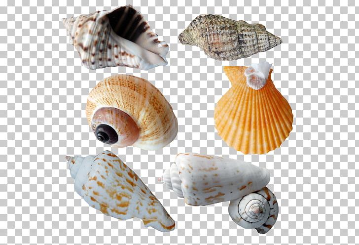 Cockle Seashell Sea Snail Conchology PNG, Clipart, Animal, Animals, Cockle, Conch, Conchology Free PNG Download