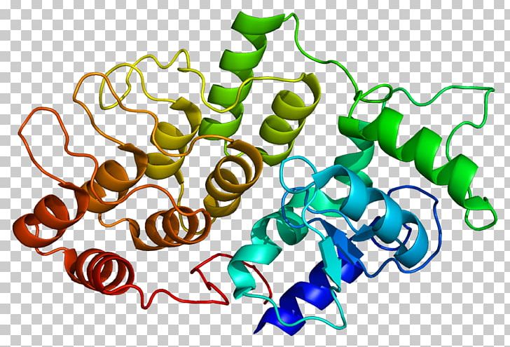 DDEF2 Protein SH3 Domain ADP Ribosylation Factor Ankyrin Repeat PNG, Clipart, Adp Ribosylation Factor, Amino Acid, Area, Artwork, Asap Free PNG Download