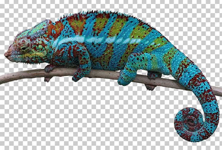 Editing PNG, Clipart, Animals, Chameleon, Clipping Path, Download, Fauna Free PNG Download