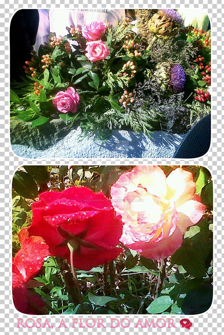 Garden Roses Cabbage Rose Floribunda Floral Design Peony PNG, Clipart, Annual Plant, Family, Floral Design, Floribunda, Floristry Free PNG Download
