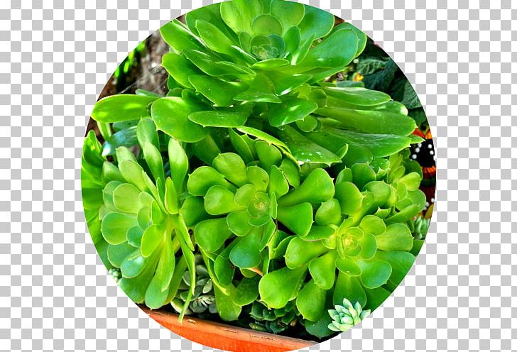 Hardy Succulents: Tough Plants For Every Climate Succulent Plant Encinitas Leaf Wedding PNG, Clipart, Centrepiece, Encinitas, Flower Bouquet, Gift, Herb Free PNG Download