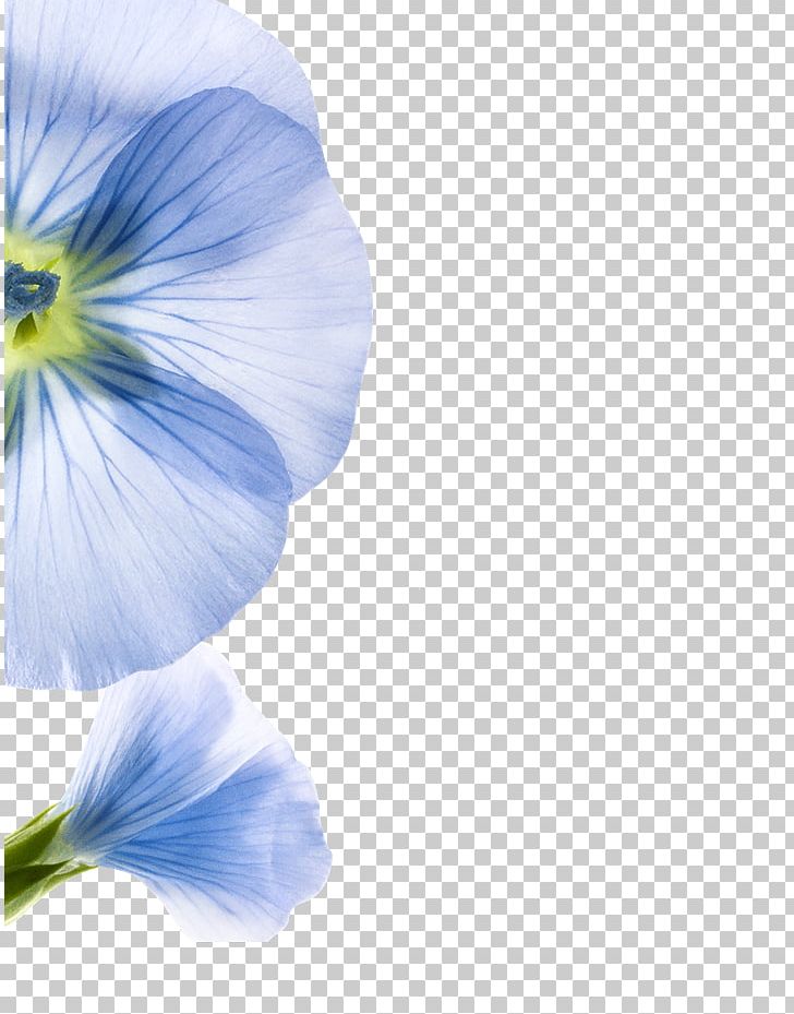 Pansy Professional Network Service LinkedIn Hair PNG, Clipart, Apigenin, Blue, Brown Hair, Chamomile, Employment Free PNG Download