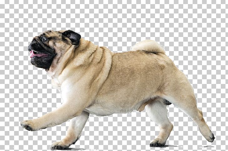 shoes clipart png of a dog