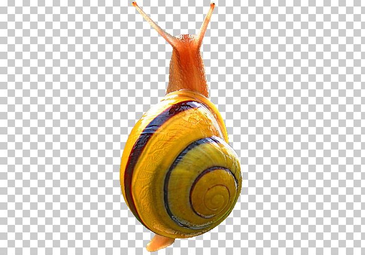 Snail Terrestrial Slugs Android Orthogastropoda PNG, Clipart, Android, Animals, Apk, Game, Google Play Free PNG Download