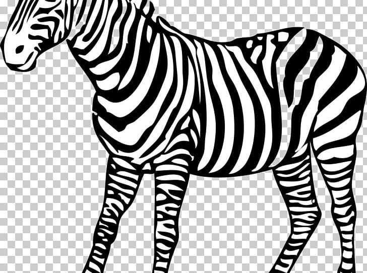 Zebra Horse Black And White PNG, Clipart, Animal Figure, Animal Print, Animals, Big Cats, Drawing Free PNG Download