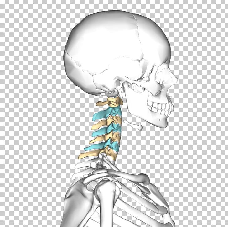 Axis Atlas Cervical Vertebrae Bone Vertebral Column PNG, Clipart, Anatomy, Arm, Atlantoaxial Joint, Axial Skeleton, Drawing Free PNG Download