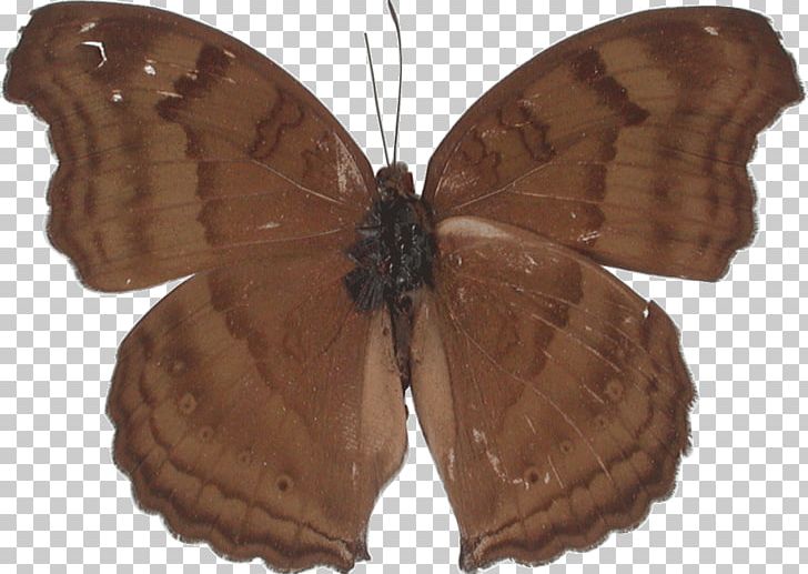 Brush-footed Butterflies Butterfly Moth Banded Marquis Junonia Atlites PNG, Clipart, Arthropod, Asian Palmyra Palm, Baron, Brush Footed Butterfly, Buckeyes Free PNG Download