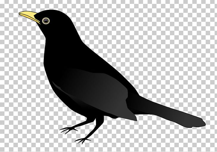 Common Blackbird Crows PNG, Clipart, Beak, Bird, Bird Vector Art, Blackbird, Cartoon Free PNG Download