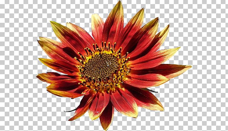 Common Sunflower Blanket Flowers Petal Coneflower Chrysanthemum PNG, Clipart, Annual Plant, Autumn Flowers, Blanket, Blanket Flowers, Chai Free PNG Download