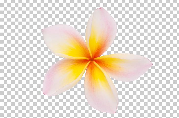 Frangipani Open Graphics Illustration PNG, Clipart, Can Stock Photo, Computer Icons, Computer Wallpaper, Flower, Frangipani Free PNG Download