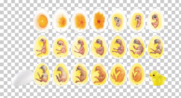 Chicken Chick Life Cycle Biological Life Cycle Egg Incubator PNG, Clipart, Biological Life Cycle, Biology, Butterfly, Chicken, Comb Free PNG Download