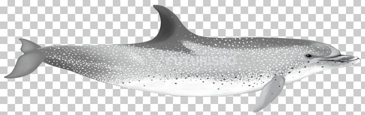 Common Bottlenose Dolphin Short-beaked Common Dolphin Tucuxi Rough-toothed Dolphin White-beaked Dolphin PNG, Clipart, Animal, Animal Figure, Animals, Bottlenose Dolphin, Fauna Free PNG Download