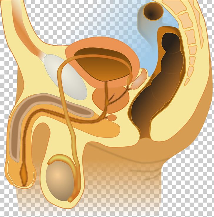 Female Reproductive System Bulbourethral Gland Anatomy PNG, Clipart, Ear, Gland, Hearing, Human Body, Human Reproduction Free PNG Download
