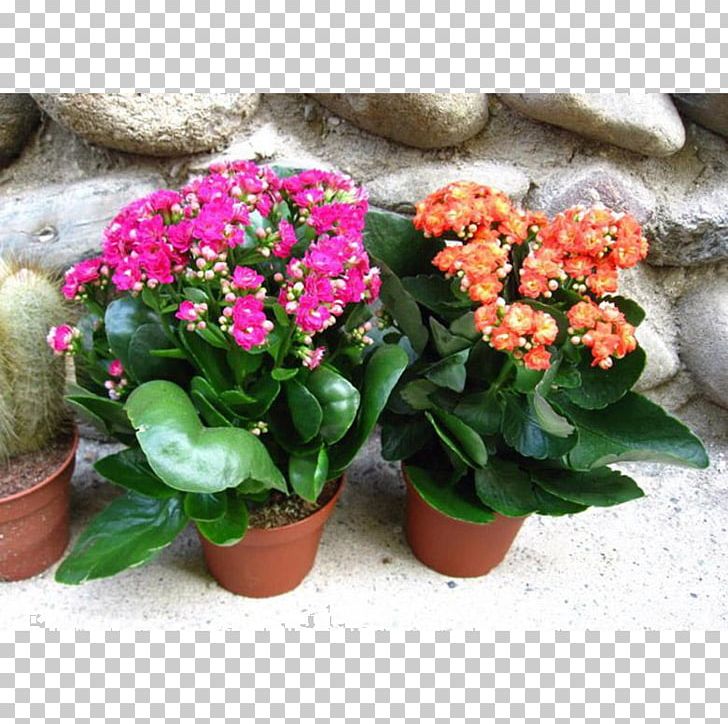 Florist Kalanchoe Houseplant Flower Succulent Plant Blossom PNG, Clipart,  Free PNG Download