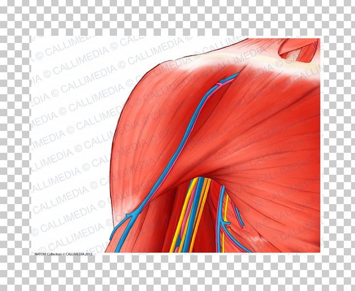 Nerve Human Anatomy Shoulder Deltoid Muscle PNG, Clipart, Anatomy, Arm, Coronal Plane, Deltoid Muscle, Human Anatomy Free PNG Download