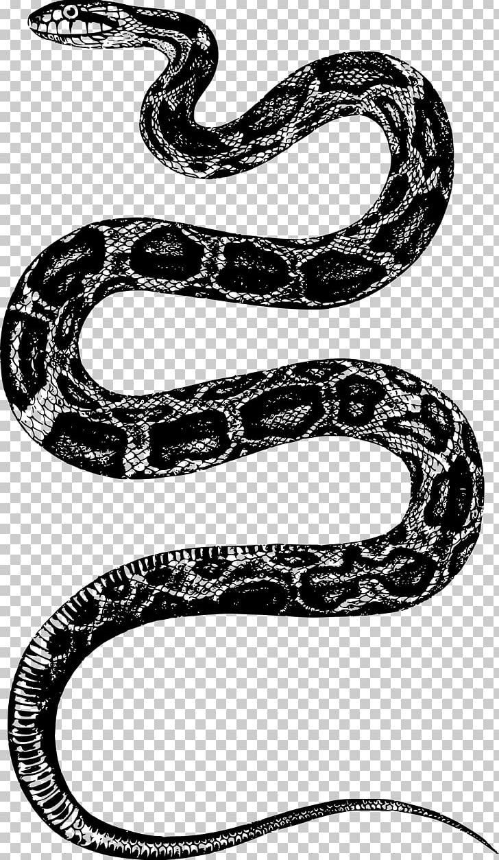 Rattlesnake Reptile PNG, Clipart, Animals, Black And White, Black Rat Snake, Boa Constrictor, Boas Free PNG Download